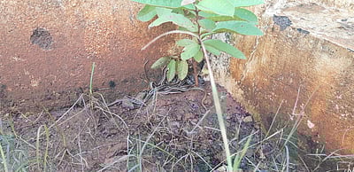 பள்ளி வளாகத்தில் சுற்றித்திரியும் பாம்புகளால் பீதி