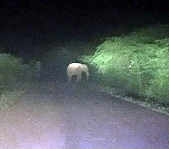 பா்கூா் மலைப் பாதையில் யானைகள் நின்றதால் ஆம்புலன்ஸ் வாகனத்தில் இளம்பெண்ணுக்குப் பிரசவம்