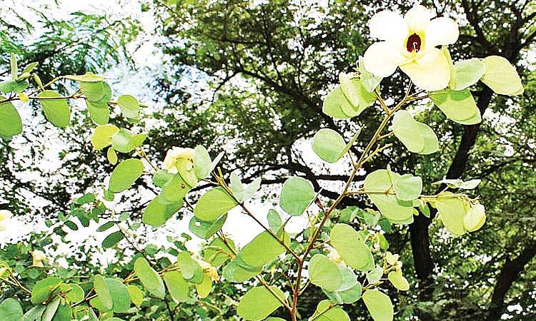 மரங்களின் வரங்கள்!: தேனீக்கள், பட்டாம்பூச்சிகள் விரும்பும் திருவாத்தி மரம் 