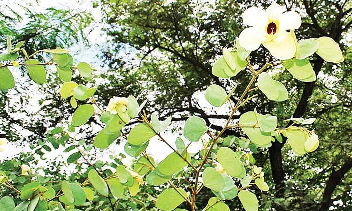 மரங்களின் வரங்கள்!: தேனீக்கள், பட்டாம்பூச்சிகள் விரும்பும் திருவாத்தி மரம்