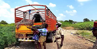 குடியிருப்புப் பகுதியில் திரியும் பன்றிகளை பிடிக்கும் பணி தீவிரம்