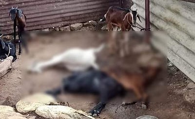 பாபநாசத்தில் சிறுத்தை தாக்கியதில் 4 ஆடுகள் உயிரிழப்பு