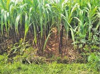 பொங்கல் கரும்பு நேரடி கொள்முதல் செய்யப்படுமா?