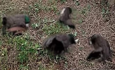 அம்மாபேட்டை: 9 மயில்கள் மர்மமான முறையில் உயிரிழப்பு