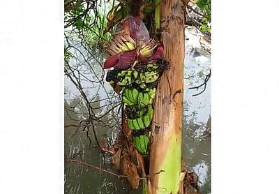 குறுக்கே குலை தள்ளிய வாழை!