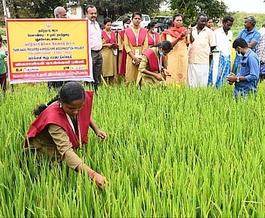 வேளாண் கல்லூரி மாணவிகள் கள ஆய்வு