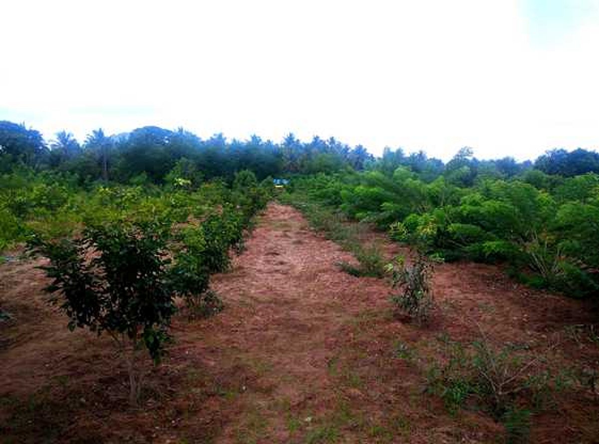 பாலாற்றுப் படுகையில் குறுங்காடு காப்பாற்றப்படுமா?