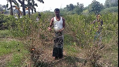 சீர்காழி:கொள்ளிடம் ஆற்றுப் படுகை கிராமங்களில் மலர், காய்கறி செடிகள் பாதிப்பு