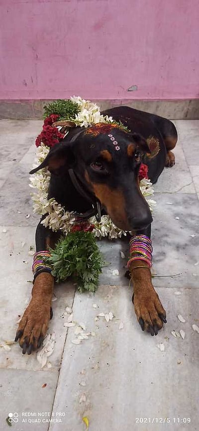 மதுரையில் வளா்ப்பு நாய்க்கு வளைகாப்பு