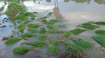 இயற்கையே கருணை காட்டு