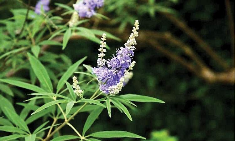 நொச்சியின் மருத்துவ குணங்கள்!