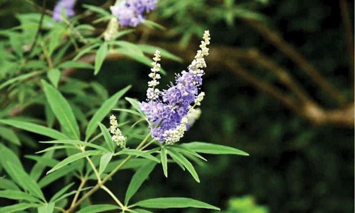 நொச்சியின் மருத்துவ குணங்கள்!