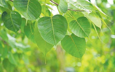 இணைய வெளியினிலே...