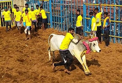 பொத்தமேட்டுப்பட்டியில் ஜல்லிக்கட்டு விழா: 500 காளைகள், 300 மாடுபிடி வீரா்கள் பங்கேற்பு