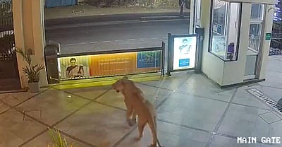 தங்கும் விடுதியில் உலா வந்த சிங்கம்