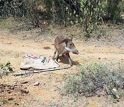 காட்டுப் பன்றி தாக்கியதில் ரப்பா் பால்வடிப்புத் தொழிலாளி காயம்