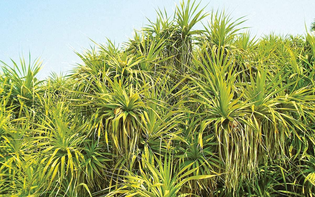 மரங்களின் வரங்கள்!: பாதுகாப்பு அரண் - தாழை மரம்