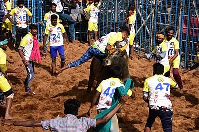 தருமபுரியில் ஜல்லிக்கட்டு: 500 காளைகள், 300 மாடுபிடி வீரர்கள் பங்கேற்பு