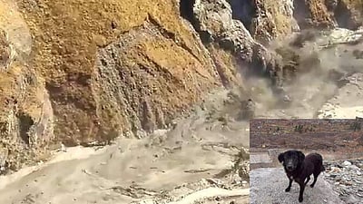 உத்தரகண்ட் வெள்ளம்: உரிமையாளருக்காக காத்திருக்கும் வளர்ப்பு நாய்