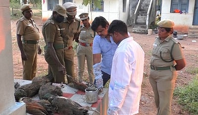 மணப்பாறை அருகே 22 மயில்கள் உயிரிழப்பு