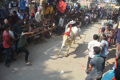 கிருஷ்ணகிரியில் எருதுவிடும் விழா