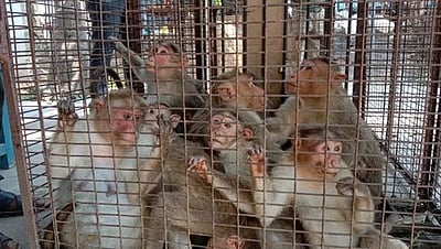 குழந்தை இறந்த சம்பவம் எதிரொலி : கூண்டுகள் மூலம் 20 குரங்குகள் பிடிபட்டன