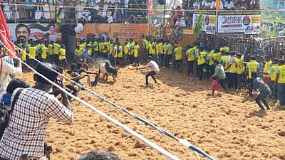 தம்மம்பட்டியில் ஜல்லிக்கட்டு காளைகள் சுற்றித் திரிவதால் மக்கள் அச்சம்