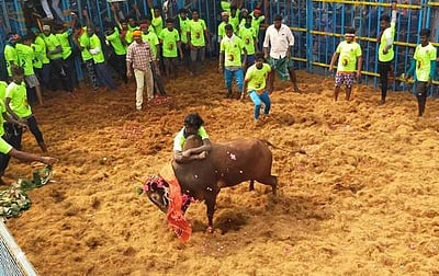 மணப்பாறை அடுத்த கலிங்கப்பட்டியில் ஜல்லிக்கட்டு போட்டி 