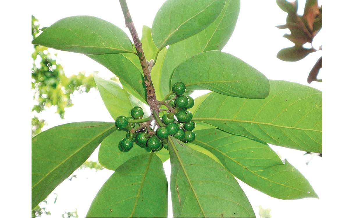 மரங்களின் வரங்கள்!: உரல்லி மரம்!