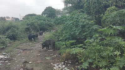 ராஜகால்வாய் ஆக்கிரமிப்புகளை அகற்ற வலியுறுத்தல்