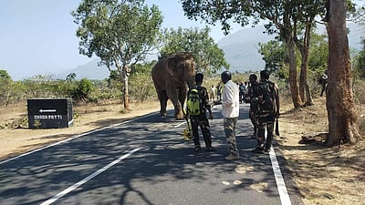 முதுமலை புலிகள் காப்பகத்தில் சிகிச்சைக்காக அழைத்துச் செல்லப்படும் ரிவால்டோ