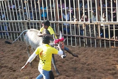 தஞ்சாவூர் அருகே  திருக்கானூர்பட்டியில் ஜல்லிக்கட்டுப் போட்டி தொடங்கியது