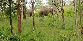 தளி: பாஜக போட்டியிட வாய்ப்பு