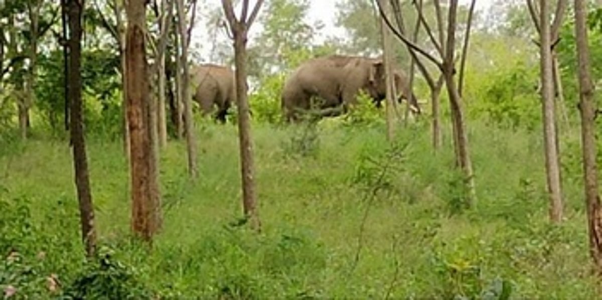 தளி: பாஜக போட்டியிட வாய்ப்பு