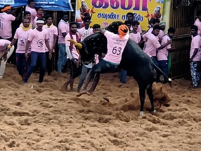 அரியலூா் அருகே ஜல்லிக்கட்டு:  24 போ் காயம்