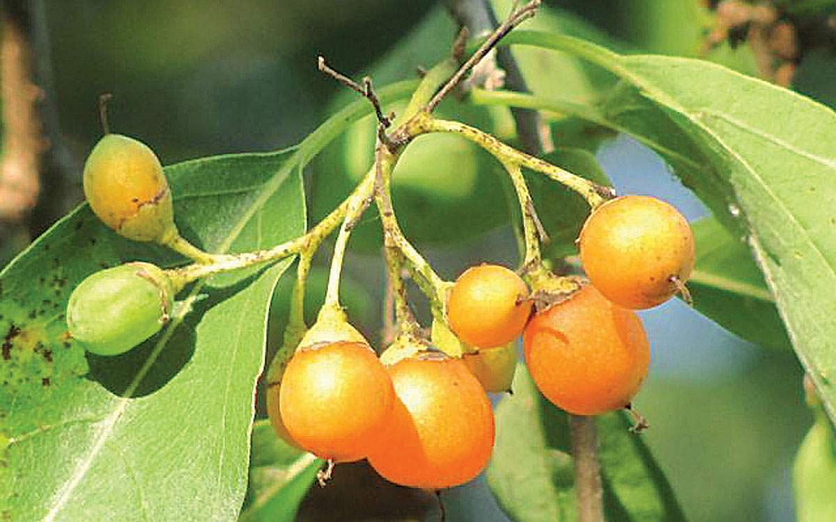 மரங்களின் வரங்கள்!: சத்துகள் நிறைந்த மரம்  - உத்தாலம் மரம்