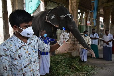 நெல்லையப்பர் கோயில் யானைக்கு கரோனா பரிசோதனை