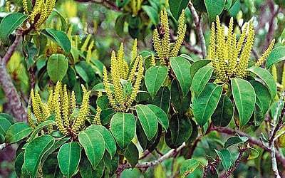 மரங்களின் வரங்கள்!: தீமைக்குள்ளும் நன்மை உண்டு - தில்லை மரம்