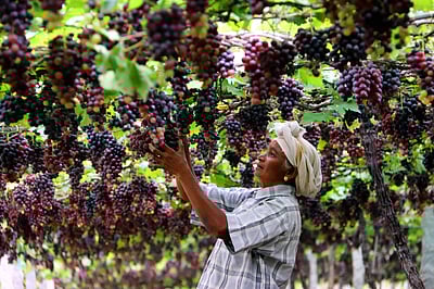 திராட்சை சாப்பிடுவதால் இத்தனை நன்மைகளா?