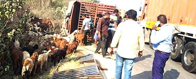 சங்ககிரி அருகே லாரி கவிழ்ந்து 20 ஆடுகள் பலி 