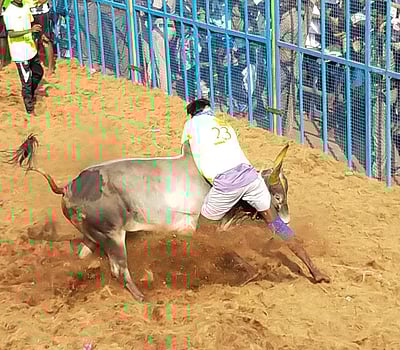 மணப்பாறை அருகே புனித வன அந்தோனியார் கோவில் ஜல்லிக்கட்டு