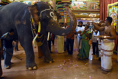 புத்துணா்வு முகாமுக்கு புறப்பட்ட மணக்குள விநாயகா் கோயில் யானை