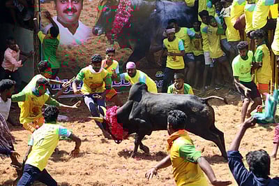 லால்குடியில் ஜல்லிக்கட்டு; 14 போ் காயம்