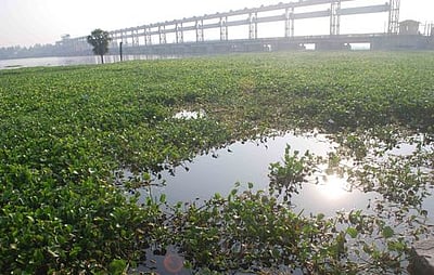 காவிரி ஆற்றில் ஆகாயத் தாமரையை அகற்றக் கோரிக்கை