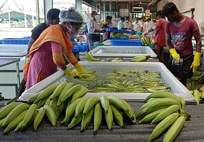 இங்கிலாந்துக்குச் சென்ற 10 டன் நேந்திரன் வாழைப் பழம்