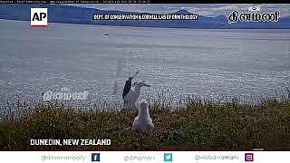 தலைகீழாக உருண்டு புரண்ட நீர் பறவை: இணையத்தில் வேகமாக பரவும் விடியோ