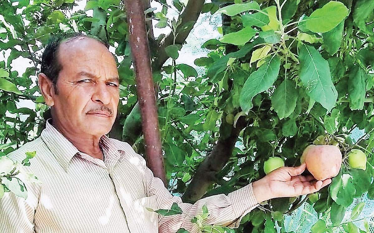 வெப்ப சூழ்நிலையில் ஆப்பிள் மரங்கள்