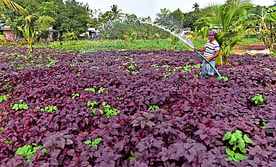 கீரைகளும் அதில் உள்ள சத்துகளும்
