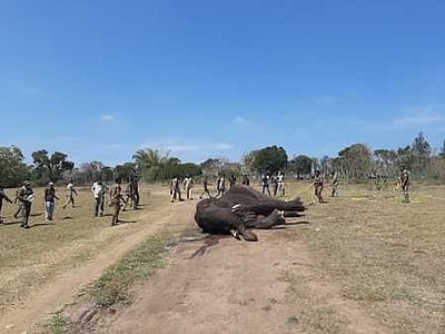 கோவையில் ரயில் மோதி படுகாயமடைந்த யானைக்கு தொடர் சிகிச்சை