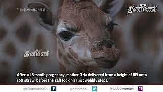 இங்கிலாந்து பூங்காவில் ஆண் குட்டி ஈன்ற அரிய வகை ஒட்டகச்சிவிங்கி: விடியோ வெளியிட்ட பூங்கா நிர்வாகம்